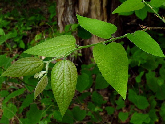 {Celtis tenuifolia}